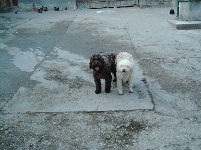 IMG_4927 - Lagotto Romagnolo pui de vinzare