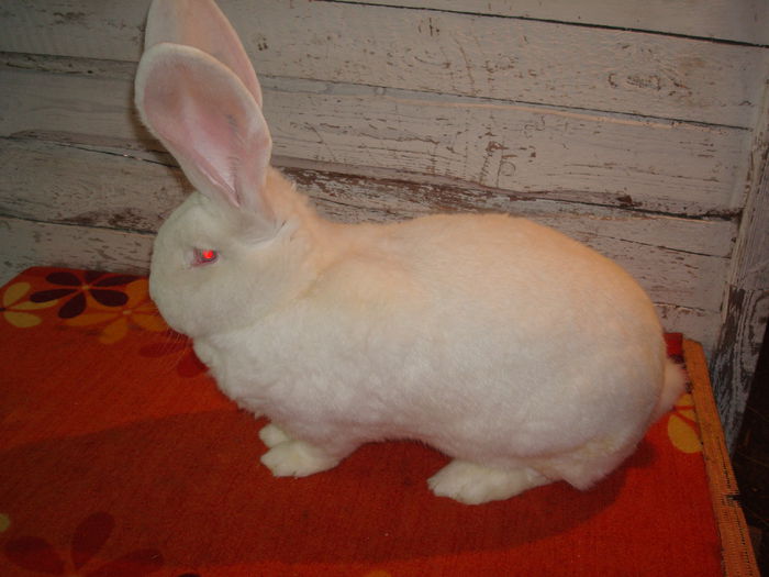 E54 146 ( F 10 ); 8,700 kg ( 1 an si o luna )
