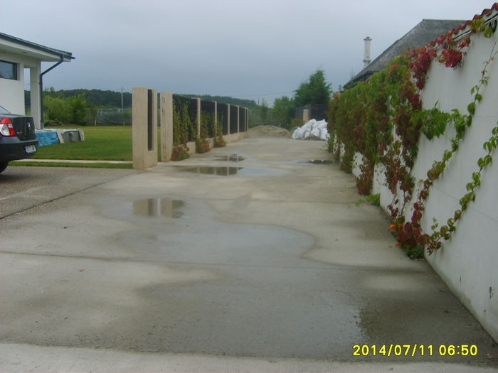 VITA SALBATICA   PE ALEE.