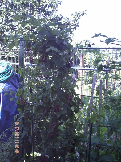 URAAAA SE COC MURELE.