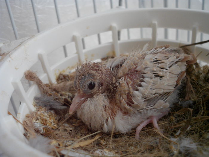 ziua a 7 -a crestem....