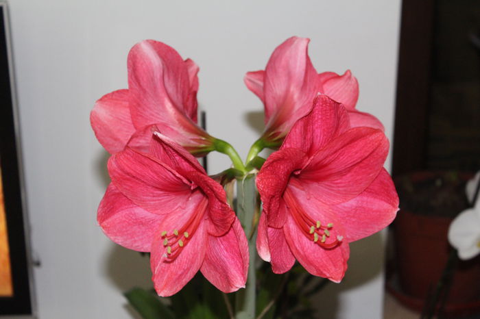 IMG_6644 - Amaryllis 2015