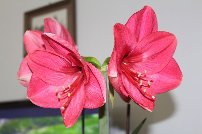 IMG_6615 - Amaryllis 2015