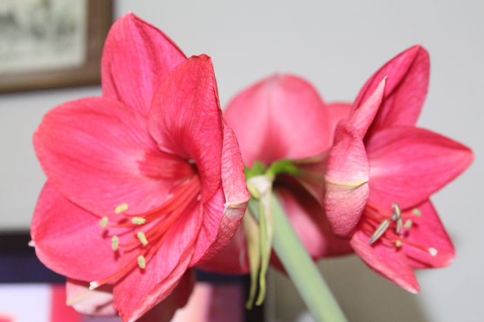 IMG_6617 - Amaryllis 2015