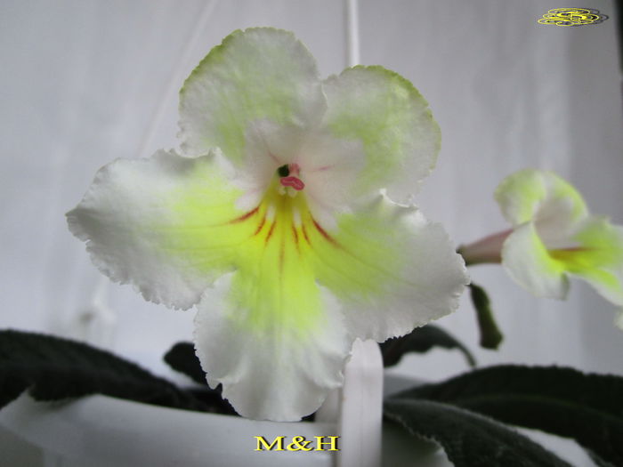 M&H (25-02-2015) - Streptocarpusi 2015