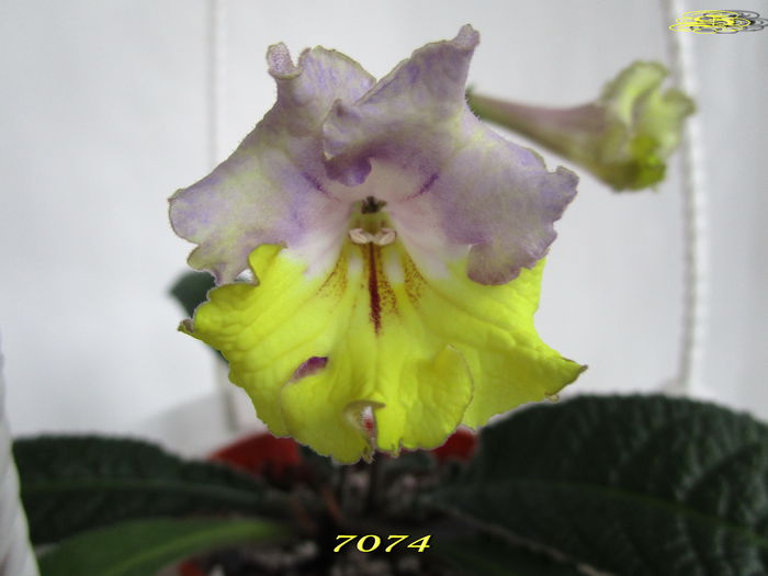 7074 (25-02-2015) - Streptocarpusi 2015