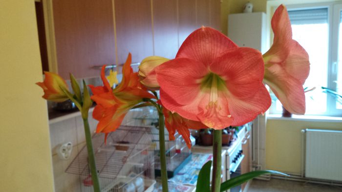 030 ...si in casa miroase a primavera