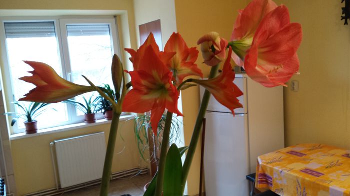 031-amaryllisi care isi dau drumul