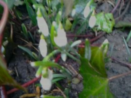 Fotografie3631 - alte flori 2