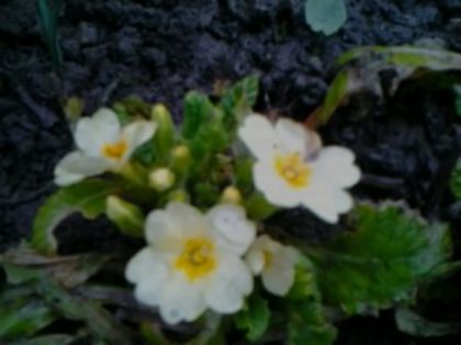 Fotografie3630 - alte flori 2