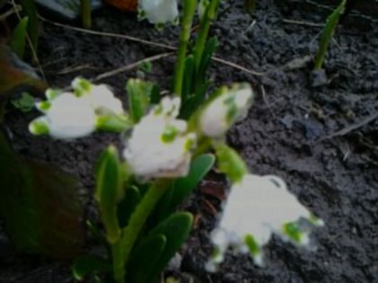 Fotografie3629 - alte flori 2