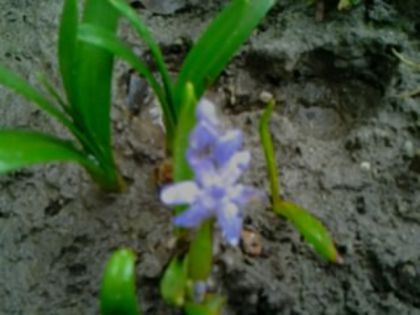 Fotografie3621 - alte flori 2