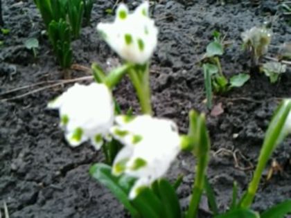 Fotografie3620 - alte flori 2