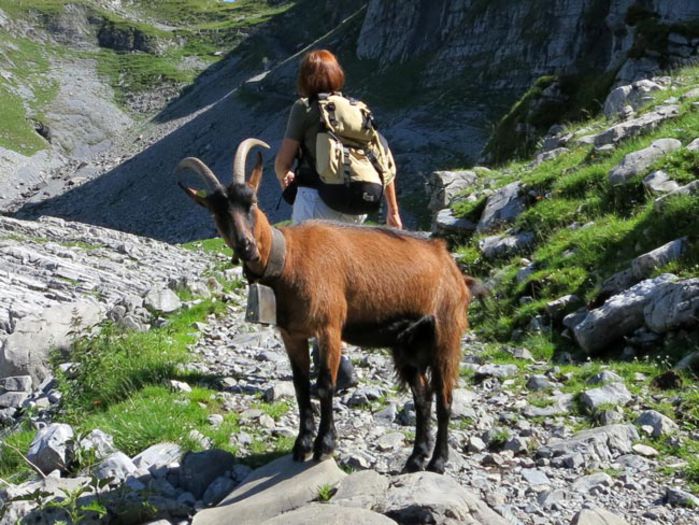 Alpina austriaca in Alpi-4 - Rase de oi si capre-Poze deosebite-7