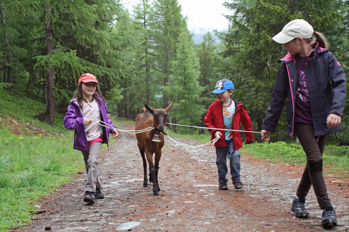 Alpina cu clopot si copii - Rase de oi si capre-Poze deosebite-7
