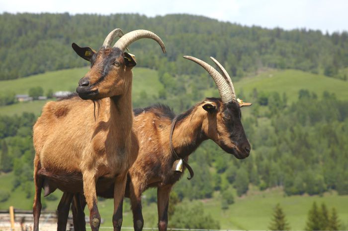 Alpinele austriece - Rase de oi si capre-Poze deosebite-7