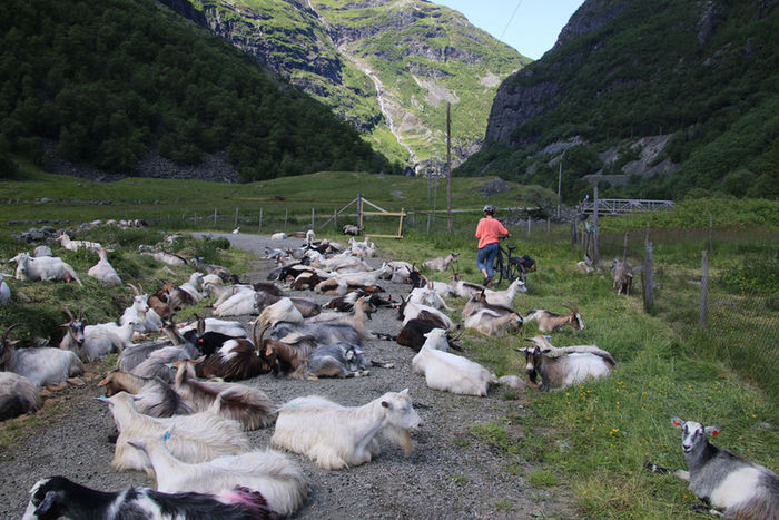 Capre la odihna in Alpi