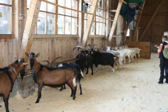 Capre la un targ-4h - Rase de oi si capre-Poze deosebite-7
