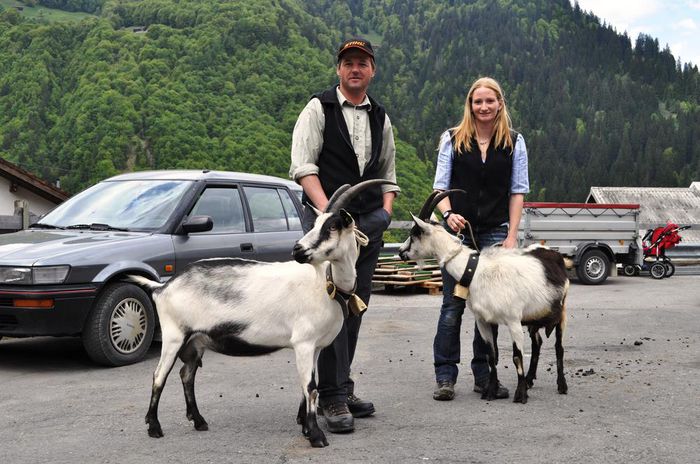 Caprele Paun frumoase-76