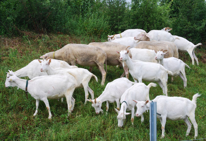 Caprite si oi frumoase - Rase de oi si capre-Poze deosebite-7