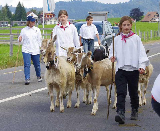 Capritele Toggenburg si copii - Rase de oi si capre-Poze deosebite-7
