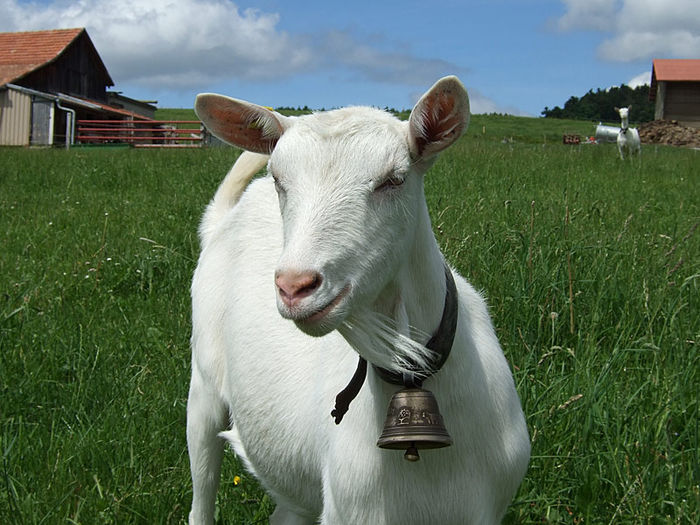 Saanen sau Nobila Germana cu clopotel - Rase de oi si capre-Poze deosebite-7