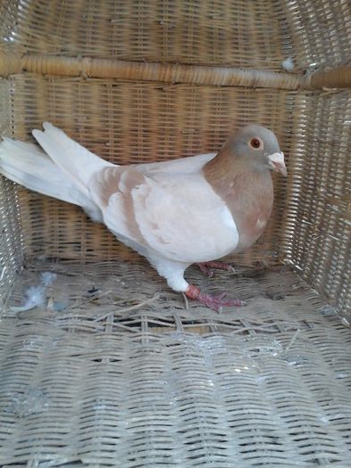 trimisa in Hunedoara