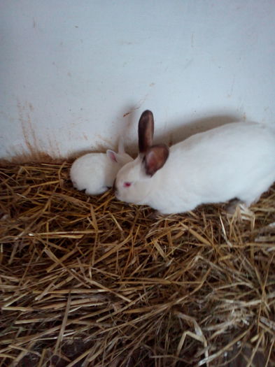 P_20150225_143014 - Cuib 07-02-2015