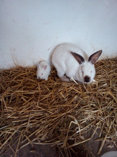 P_20150225_142955 - Cuib 07-02-2015