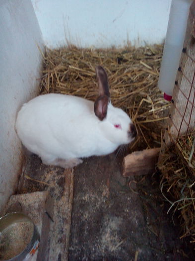 P_20150225_142936 - Cuib 07-02-2015