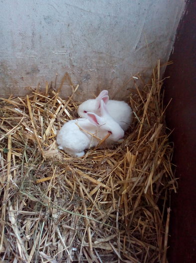 P_20150225_142910 - Cuib 07-02-2015