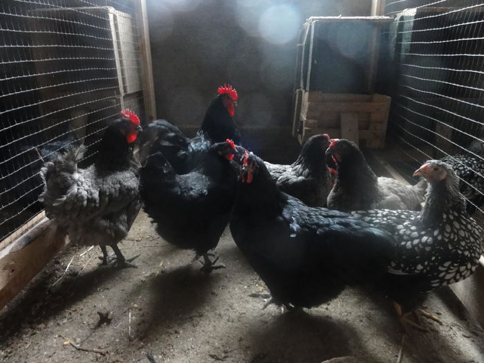 020 - Matca Australorp 2015