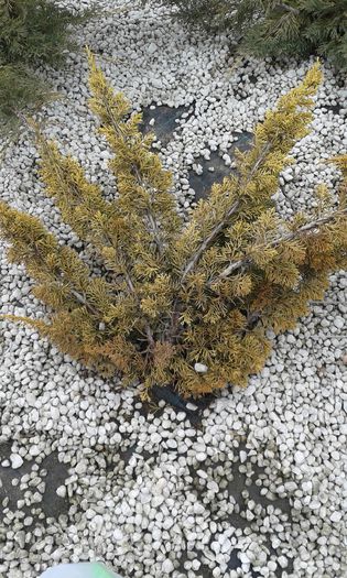 20150225_141918 - conifer necunoscut