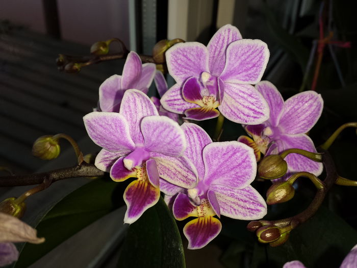 25 Orhidee Phalaenopsis - Orhidee - 2015