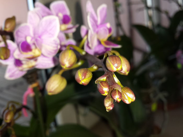 30 - Orhidee - 2015