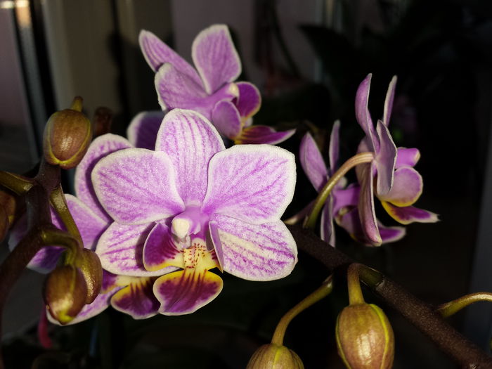 31 - Orhidee - 2015