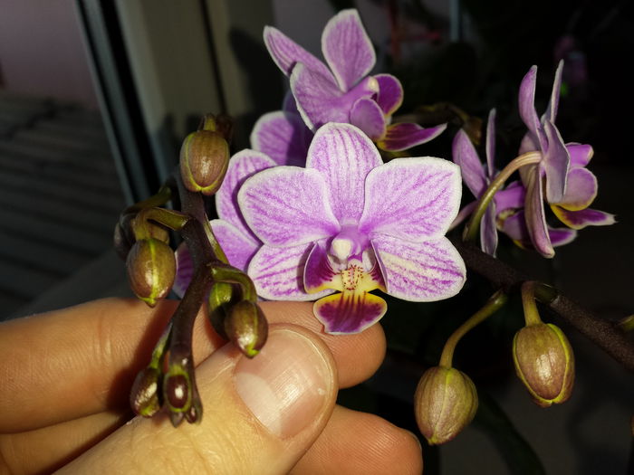 32 - Orhidee - 2015