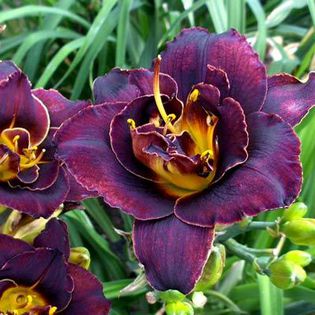 hemerocallis-voodoo-dancer, ok