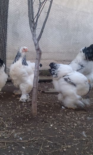 IMAG1603 - Matca hd 2015