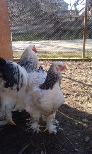 IMAG1587 - Matca hd 2015