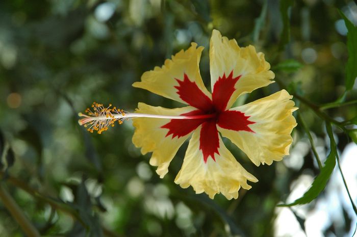 Hibiscus_Sylvia_Goodman - Hibi Sylvia Goodman