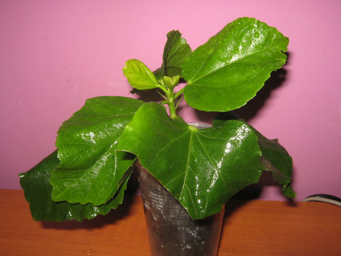 Picture My plants 2322