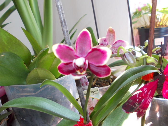 Mini orhidee - Phalaenopsis