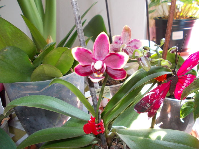 Mini orhidee
