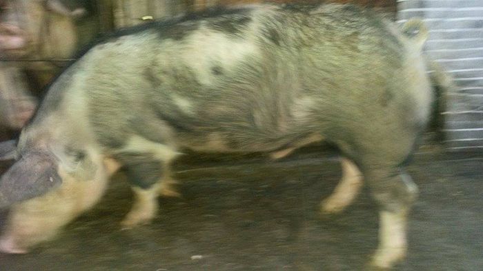 11015239_660673417392055_1900352276_n