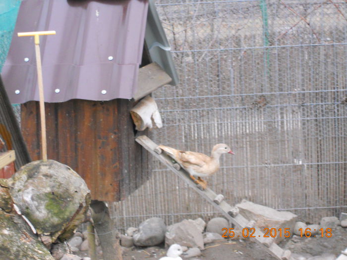 DSCN7098 - Rate Mandarine Galbene