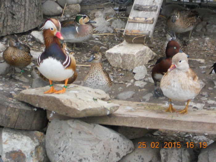 DSCN7107 - Rate Mandarine Galbene