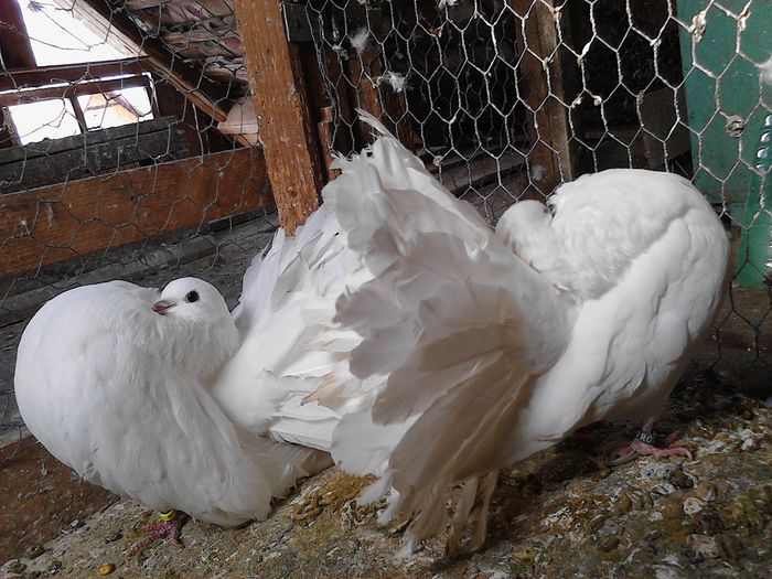 perechea 1 - PORUMBEI VANDUTI