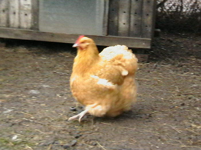 IMGA0360 - G ORPINGTON GALBEN