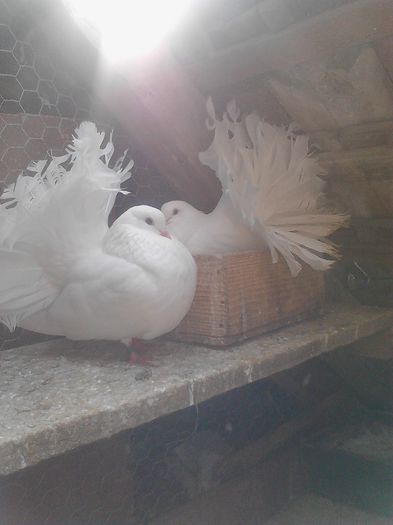 perechea 3 - PORUMBEI VANDUTI